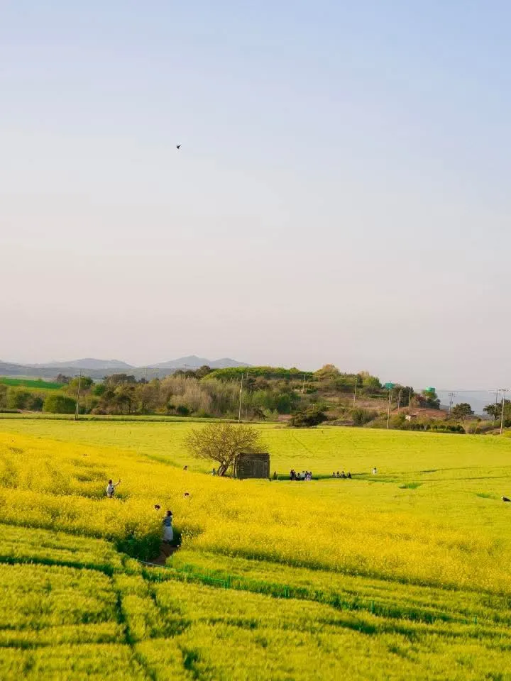 Neolpundeul Hagwon Farm - Bản giao hưởng lúa mạch xanh và hoa cải vàng tại Gochang