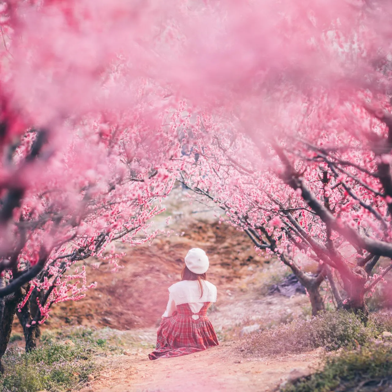 Gijang Maehwa Garden (Vườn hoa mơ Gijang) - Chưa ghé mà đã nói “xuân chạm tim” là thiếu sót
