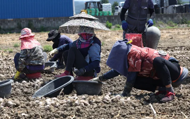 Nhiều lao động nước ngoài không được trả lương tối thiểu tại Hàn Quốc: Lộ khoảng trống giám sát ngoài chương trình cấp phép lao động