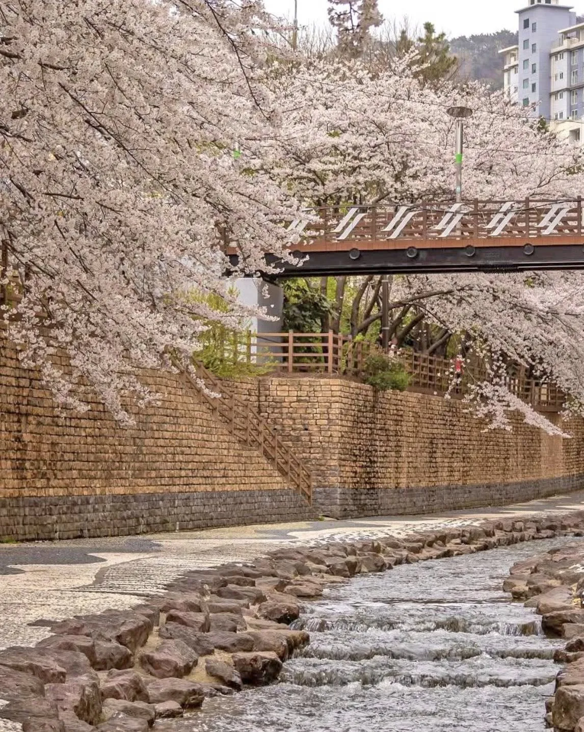 NGẮM HOA ANH ĐÀO TẠI MANDEOK – DEOKCHEONCHEON: "VIÊN NGỌC ẨN" GIỮA LÒNG BUSAN 🌸🎬
