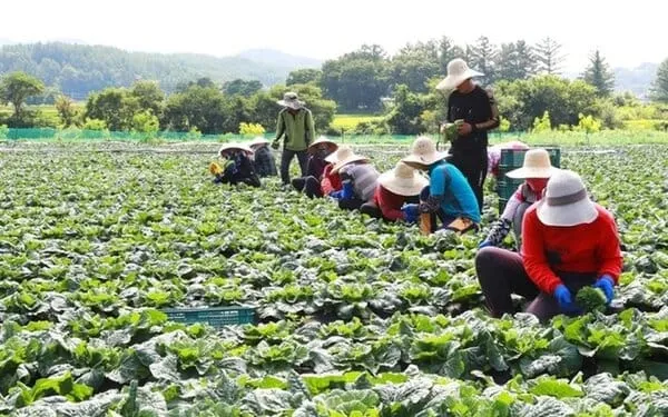 Cập nhật Luật Visa Thăm Thân Hàn Quốc Năm 2026: Tăng thời gian lưu trú và chính sách nhân đạo mới