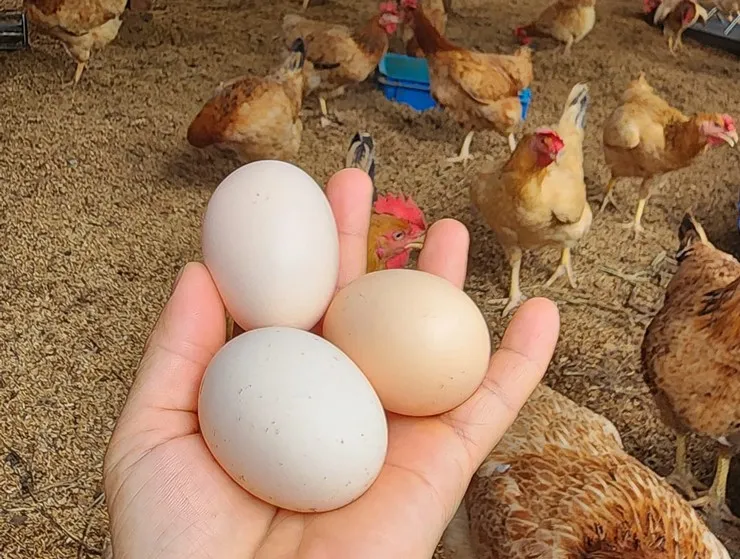 Ai nói trứng gà Hàn Quốc càng to càng bổ và nên mua trứng màu trắng hay màu nâu, vỉ 10 hay 30 quả?