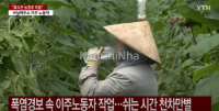 Nắng nóng kỷ lục, lao động nhập cư làm việc trong nhà kính kiệt sức – Quyền nghỉ ngơi chưa được đảm bảo