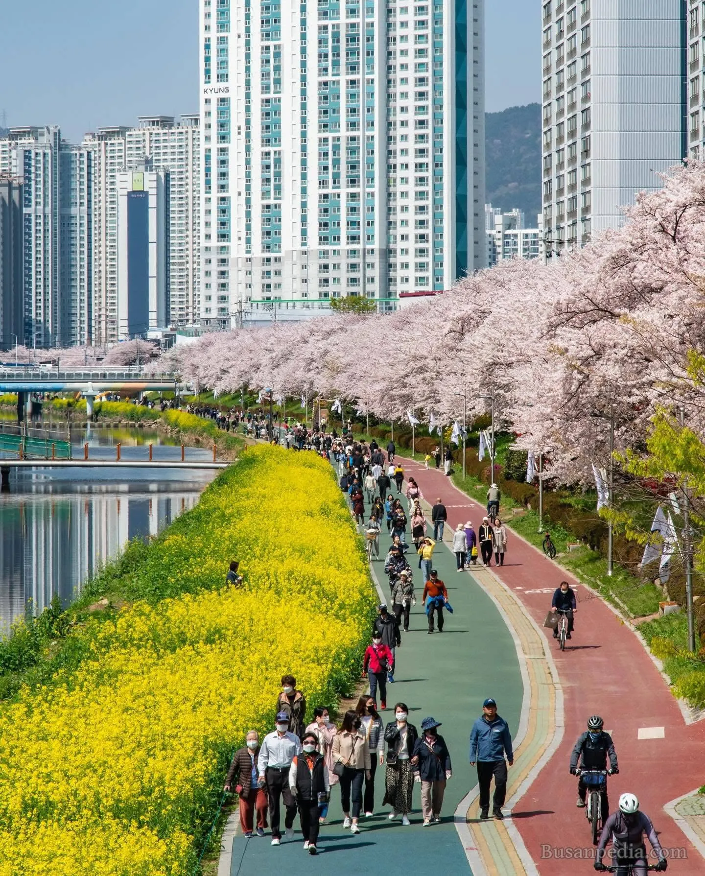 Oncheoncheon stream – "Con đường mơ mộng" và khu phố cà phê gây thương nhớ tại Busan