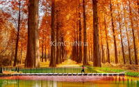 Metasequoia Road - Con đường mùa thu đẹp như tranh ở Damyang (담양)