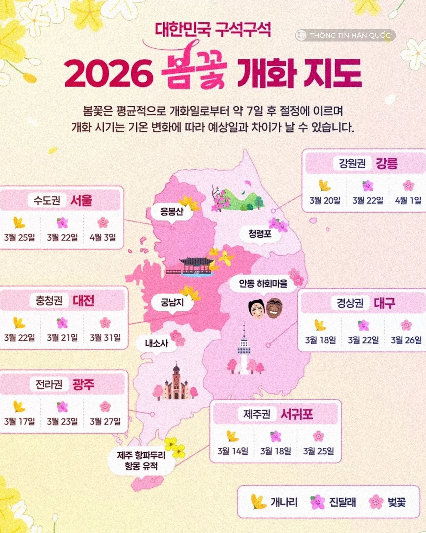 [CẬP NHẬT GẤP] LỊCH NỞ HOA ANH ĐÀO 2026: MÙA XUÂN ĐẾN SỚM, LÊN ĐỒ ĐI SĂN HOA THÔI ANH EM ƠI!