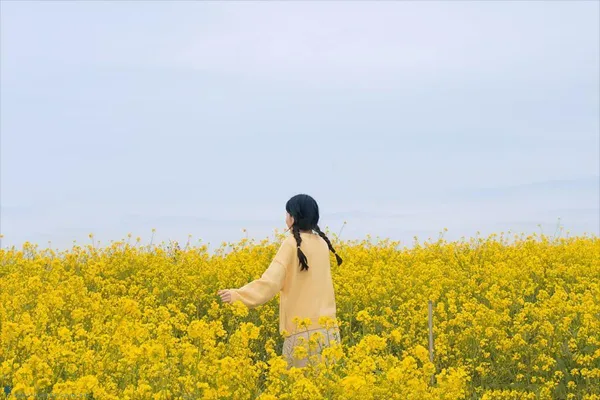 Jeju: Khi những cánh đồng cải vàng, ngọn đồi núi lửa và tách trà ấm gọi bước chân du khách