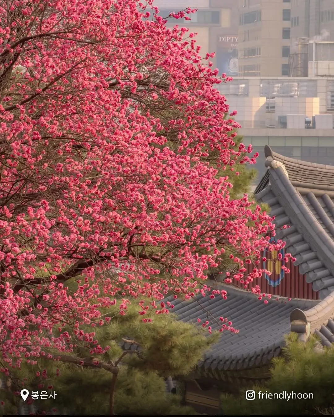 Seoul mùa hoa xuân, bản giao hưởng sắc màu đang lay động cả thủ đô 🌸✨🌼