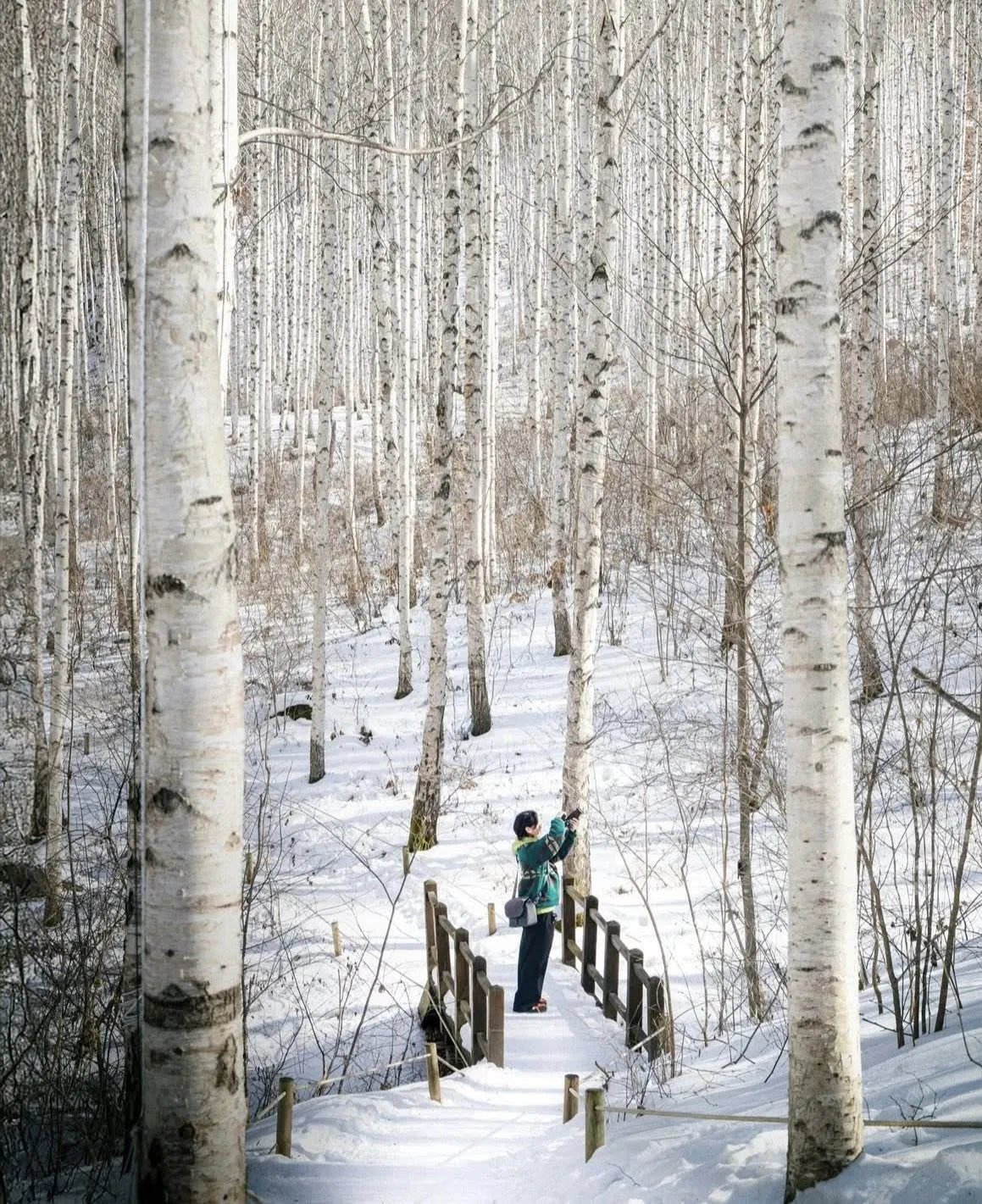Rừng bạch dương Inje: Bản tình ca mùa đông hoang sơ và điện ảnh nhất xứ Hàn 🏔️❄️