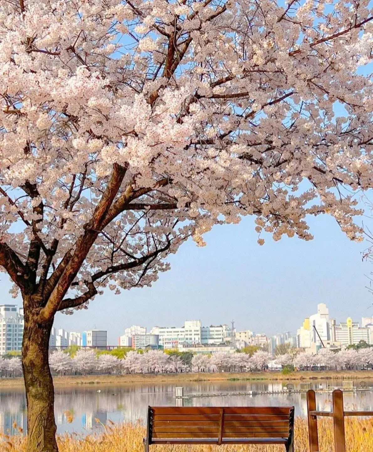 Công viên Manseok - Ngắm dải lụa anh đào rực rỡ soi bóng mặt hồ tại Suwon