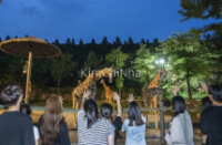 Trải nghiệm đêm kỳ thú tại Everland 2025 : Gặp gỡ động vật hoang dã và đom đóm trong chương trình hè đặc biệt !