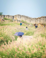 "Săn Thu Sớm" Ngay Giữa Thủ Đô Seoul