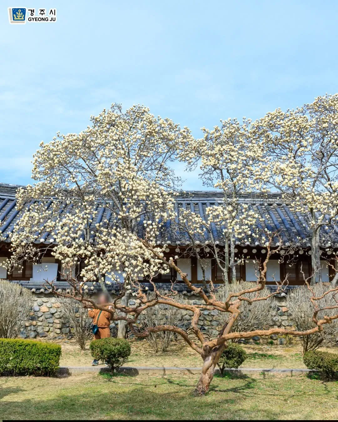 Chùa Seongamsa Busan: Ngắm hoa mộc lan trắng tinh khôi giữa chốn thiền môn thanh tịnh
