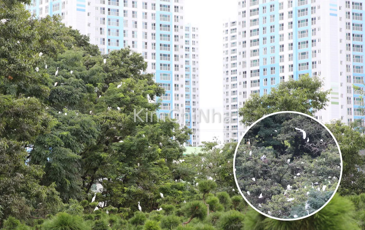 Hàng ngàn con cò trắng "cắm trại" trên nóc chung cư, dân tình phát hoảng vì mùi kinh khủng!