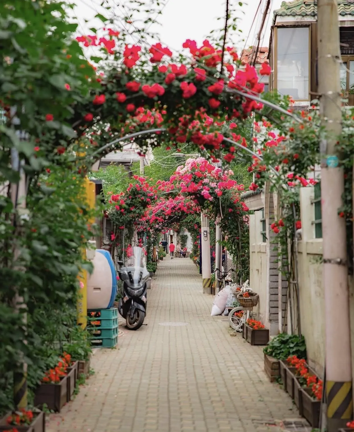 Khám phá Làng hoa hồng Cheonho-dong – Con hẻm thơ mộng nhất Seoul mỗi độ hè về 🌹