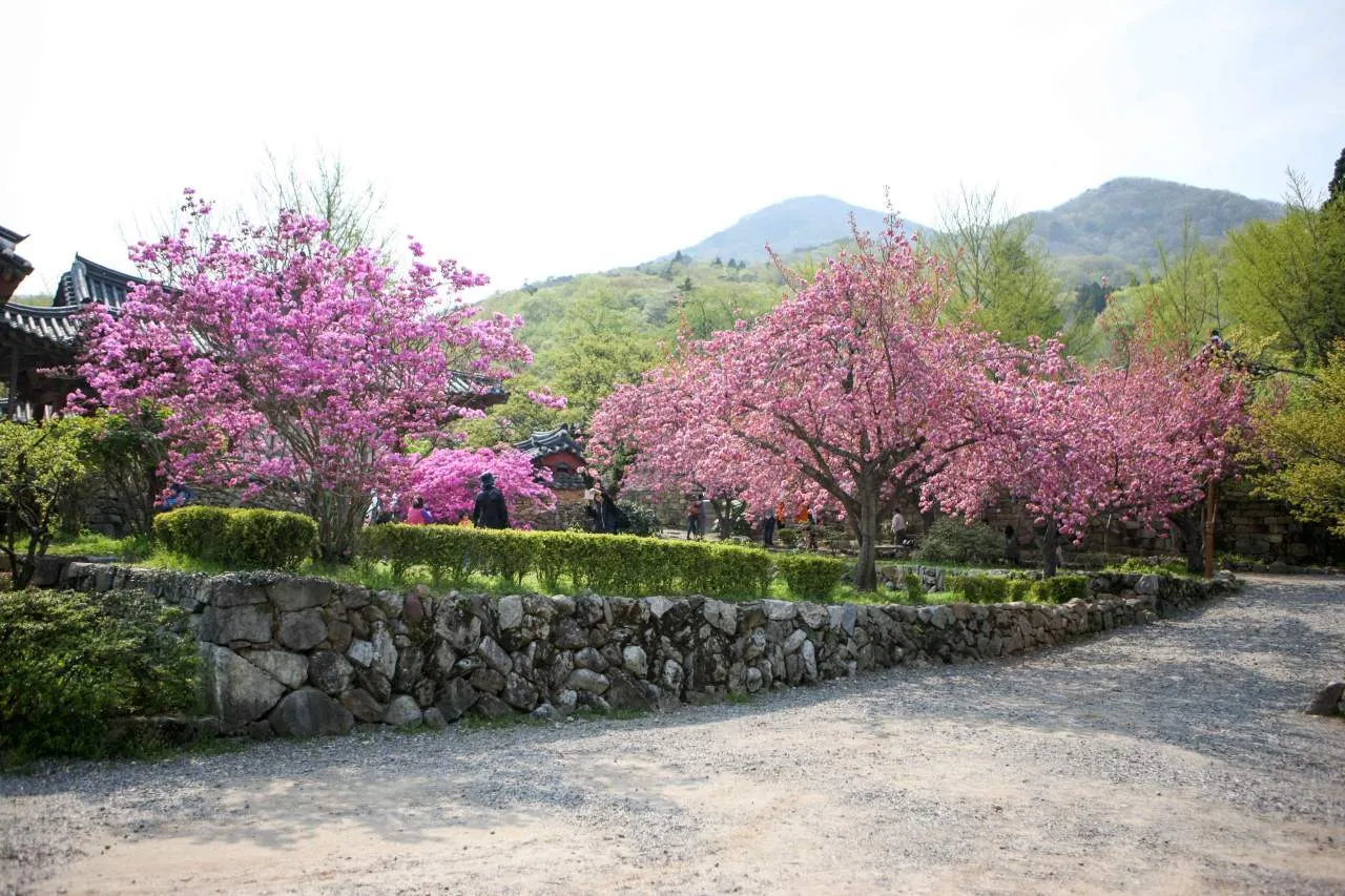 Khi mùa hoa anh đào tàn vẫn còn nơi để đi: Điểm ngắm hoa anh đào kép tại chùa Seonamsa, Suncheon