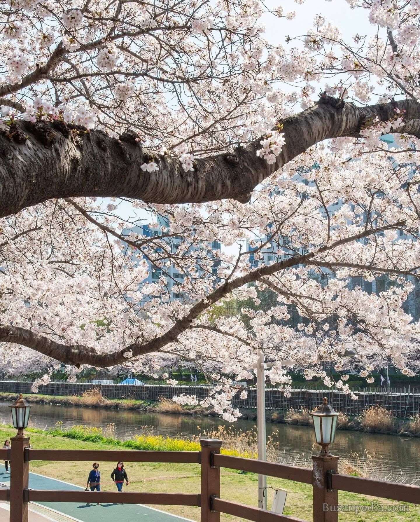 Oncheoncheon stream – "Con đường mơ mộng" và khu phố cà phê gây thương nhớ tại Busan