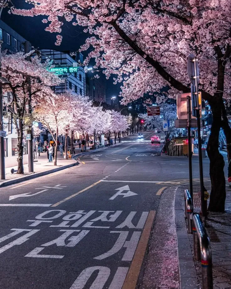 Hoa anh đào Hàn Quốc ở Hồ Seokchon đã nở rộ 100% - lễ hội hoa anh đào 2026 chính thức bắt đầu từ ngày mai!