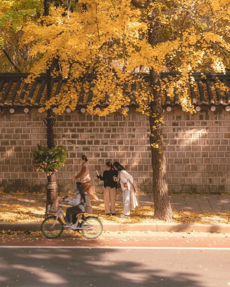 6 Thiên Đường Rừng Lá Vàng Gyeonggi (경기) khiến Du Khách Mê Mẩn Quên Lối Về Seoul