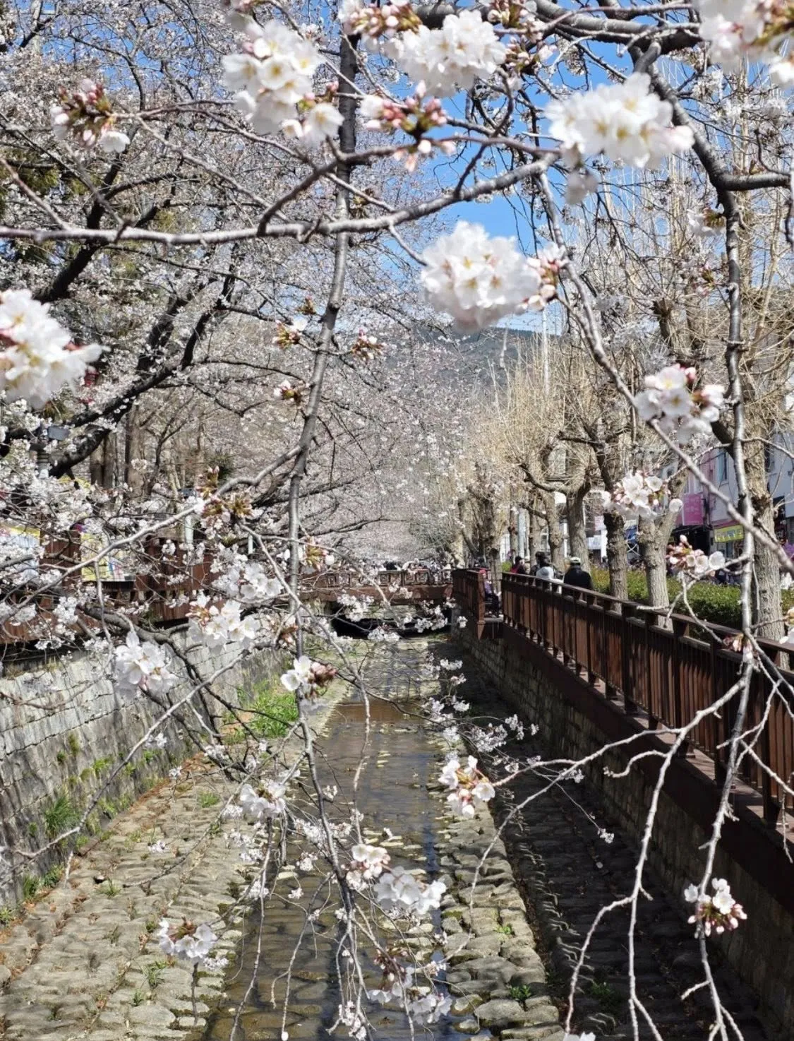 Jinhae Gunhangje - Lạc bước giữa lễ hội hoa anh đào lớn nhất hành tinh tại Changwon