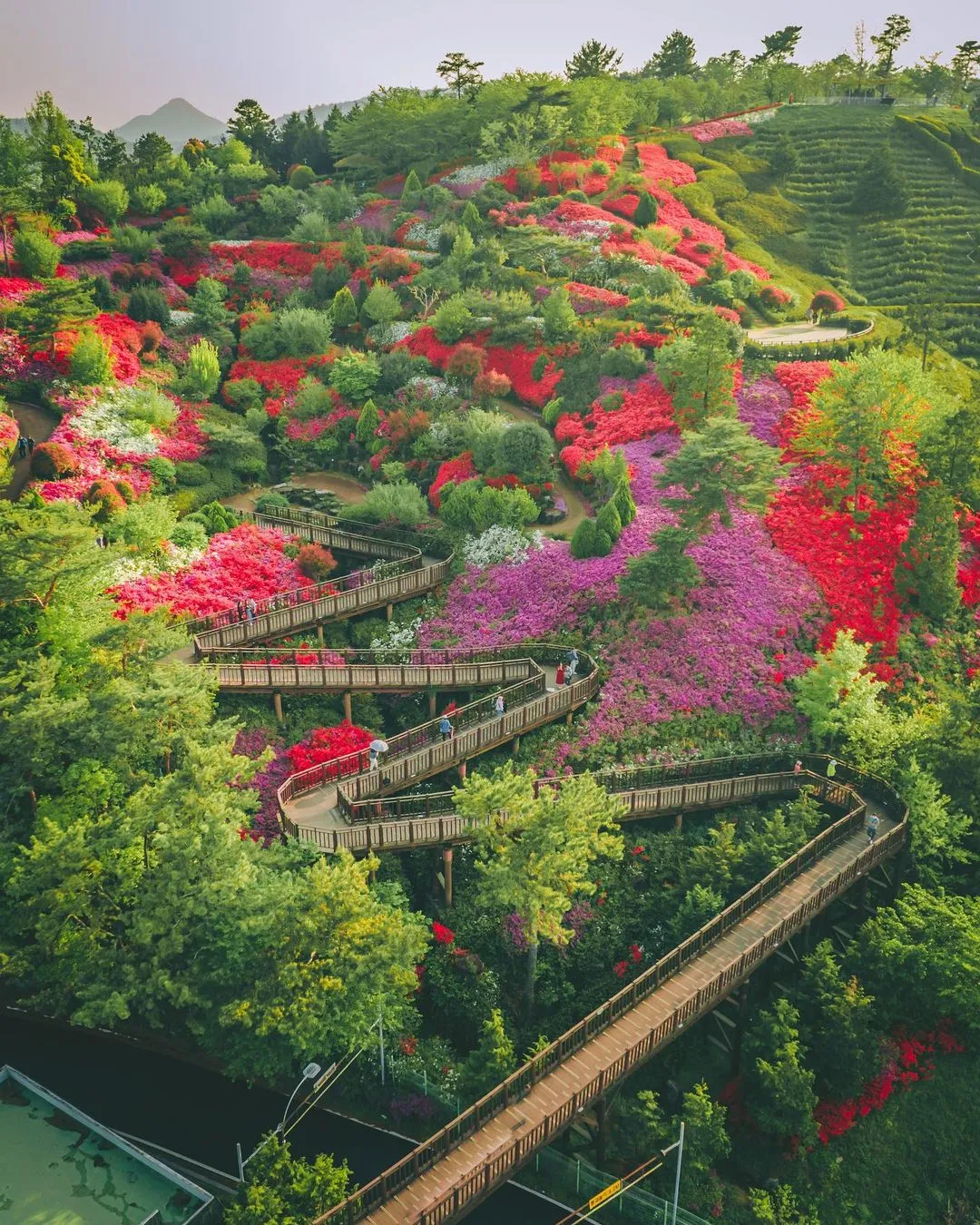 Du xuân Suncheonman National Garden – Khoảng xanh xinh đẹp rực rỡ nhất khu vực Jeonnam