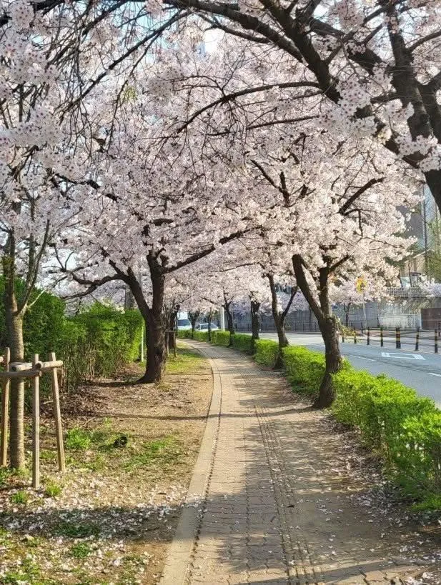 Gukchae Bosang: Ngắm hoa mơ đỏ rực rỡ giữa lòng thành phố Daegu ✨🏙️