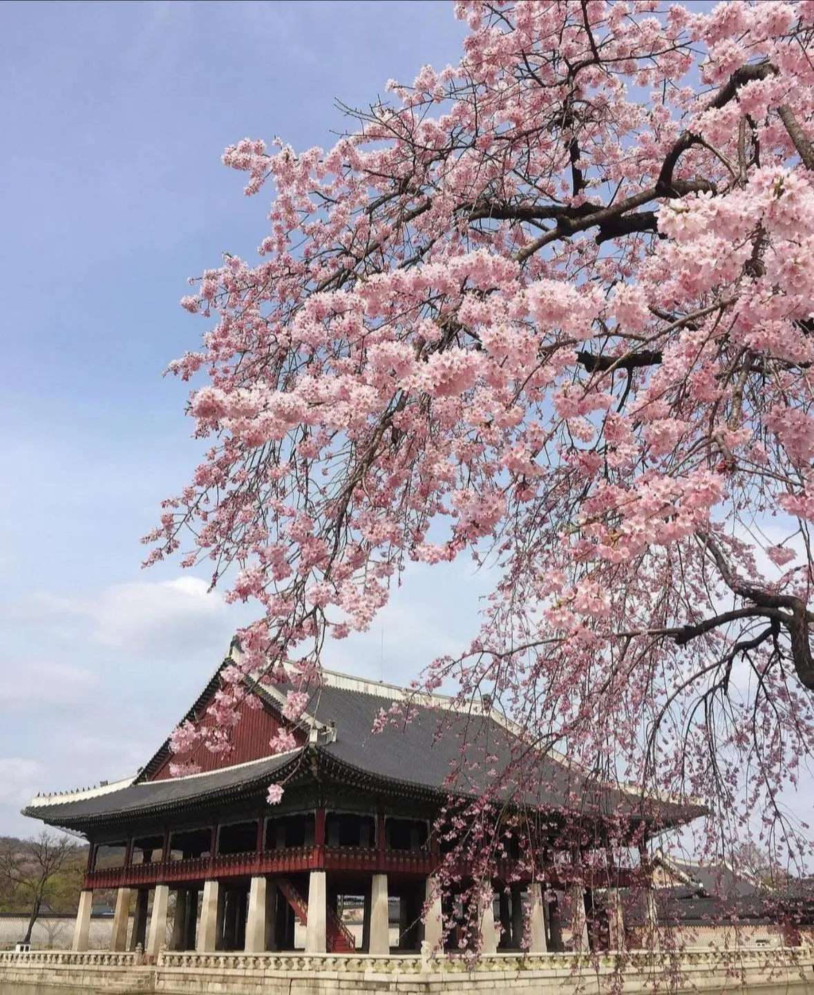 Gyeongbokgung – Điểm hẹn mùa xuân lãng mạn giữa lòng cung điện cổ kính