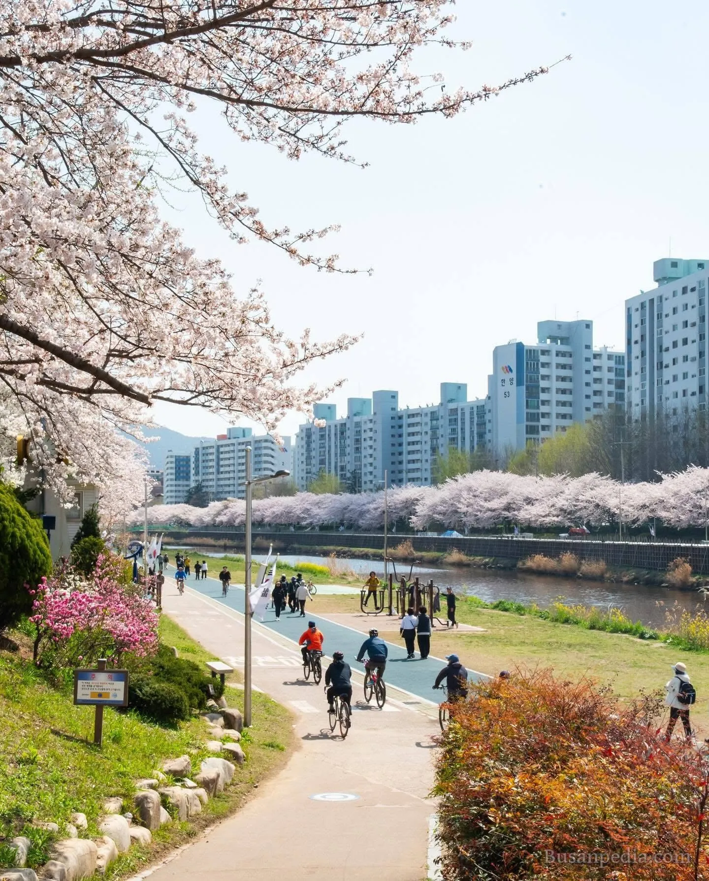Oncheoncheon stream – "Con đường mơ mộng" và khu phố cà phê gây thương nhớ tại Busan