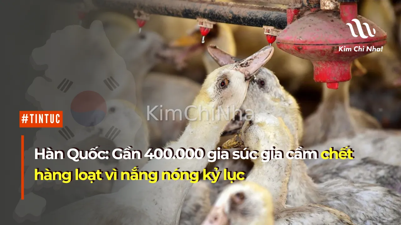 Hàn Quốc: Gần 400.000 gia súc gia cầm chết hàng loạt vì nắng nóng kỷ lục