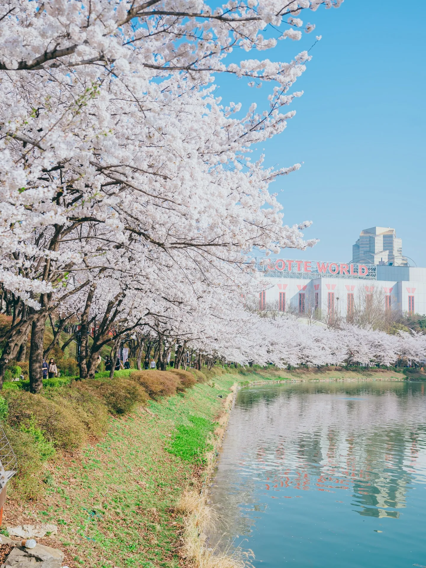 Lễ hội hoa anh đào hồ Seokchon 2026 – Khi nghệ thuật và ánh sáng "thắp sáng" mùa xuân Seoul
