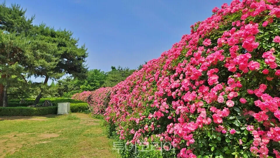 Công viên hồ Ilsan rực rỡ sắc hoa hồng, điểm đến hút khách dịp cuối xuân ở Hàn Quốc