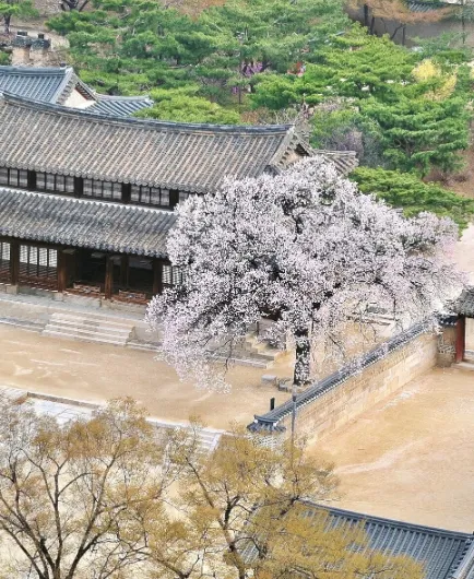 Jeongdong Observatory - Đài Quan Sát Miễn Phí Bình Yên Nhất Seoul Với Góc Nhìn Xuống Deoksugung