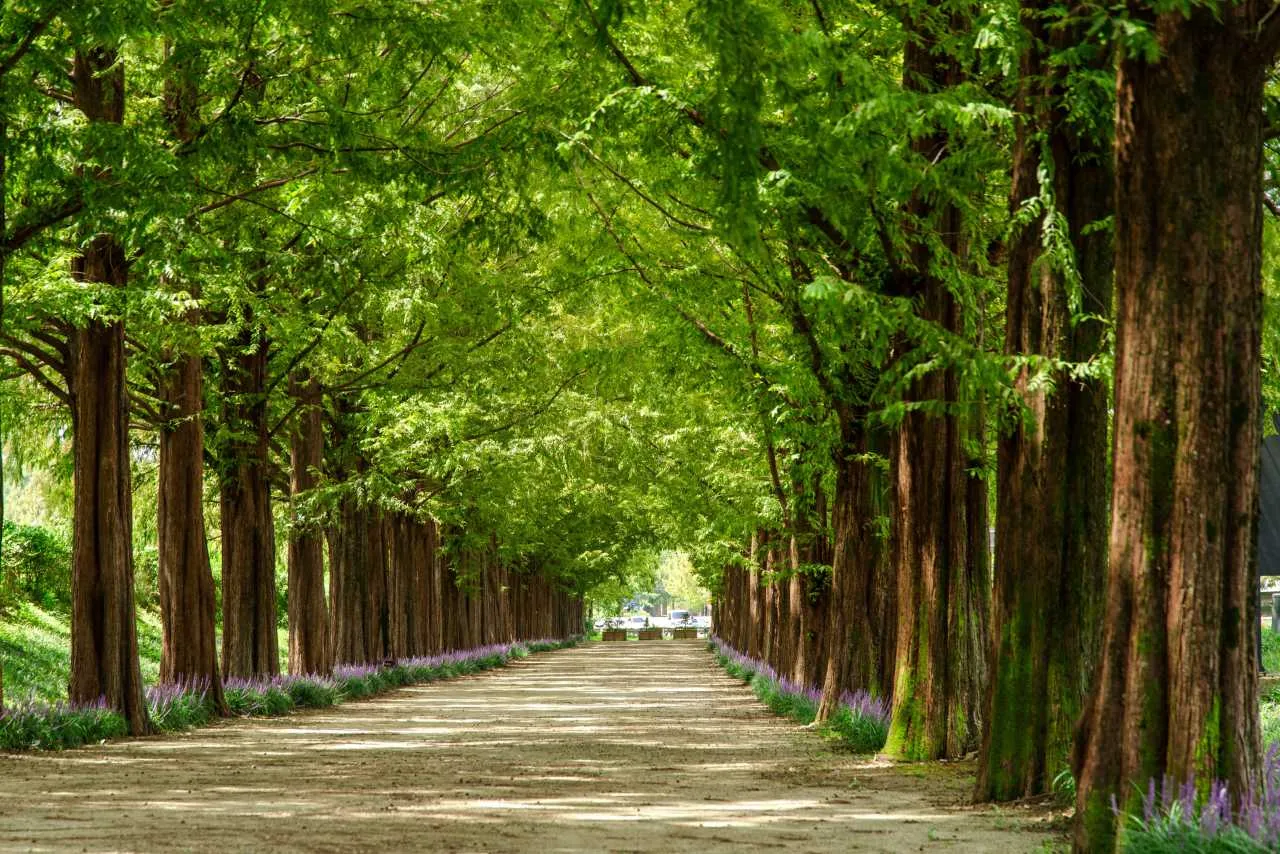 1.300 cây non đã lớn lên như thế này sau 50 năm… Đường Damyang Metasequoia