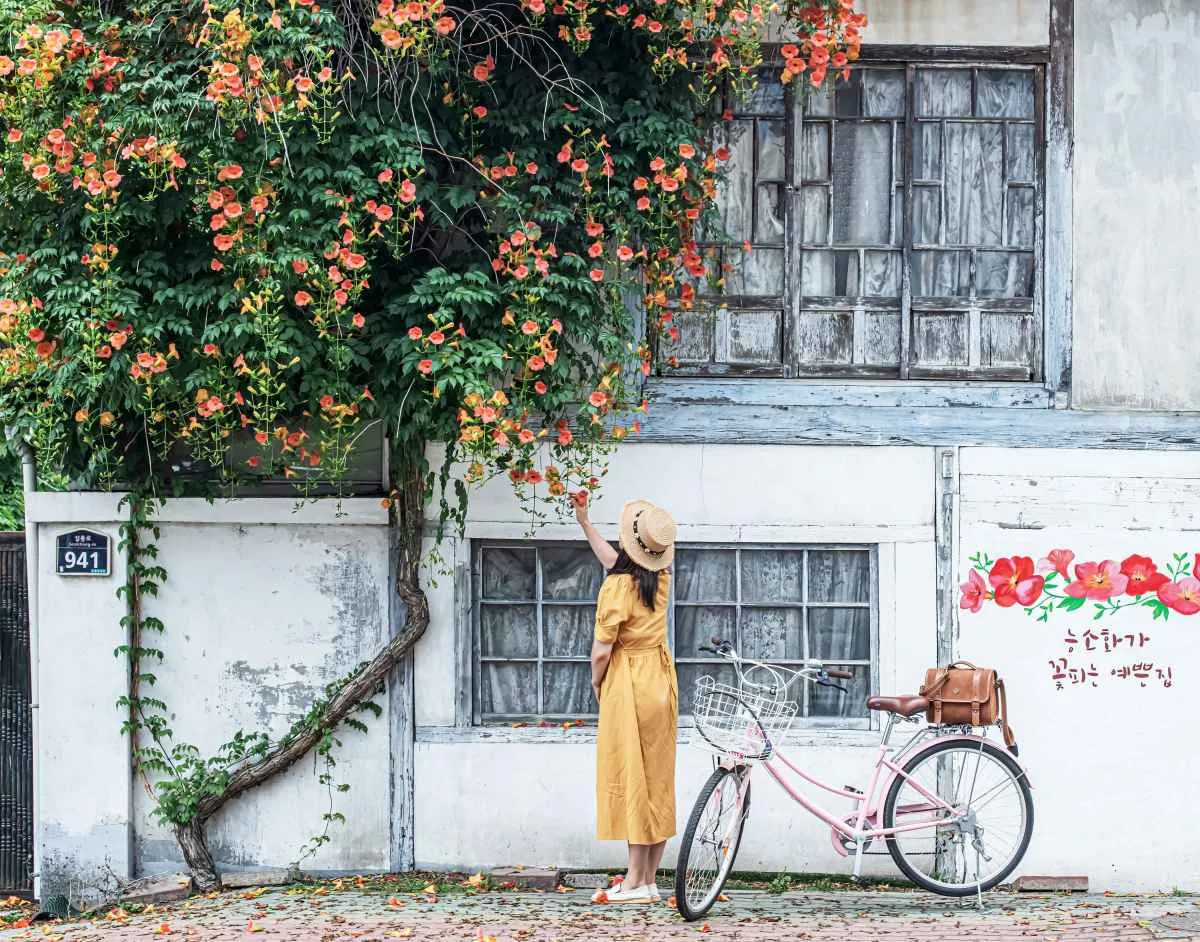 4 địa điểm đẹp nhất để ngắm hoa dây leo hình kèn tại Hàn Quốc : Bạn sẽ không thể chiêm ngưỡng chúng sau tuần này do mùa mưa.