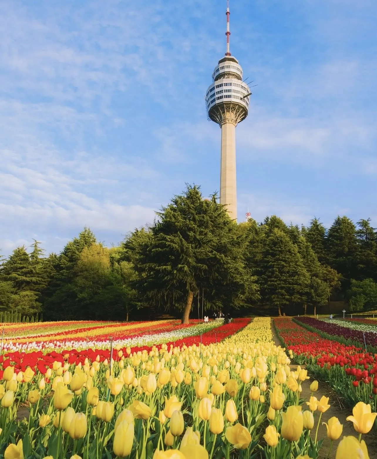 Review E-World Daegu - lạc bước giữa "Hà Lan thu nhỏ" trong lễ hội hoa tulip 2026