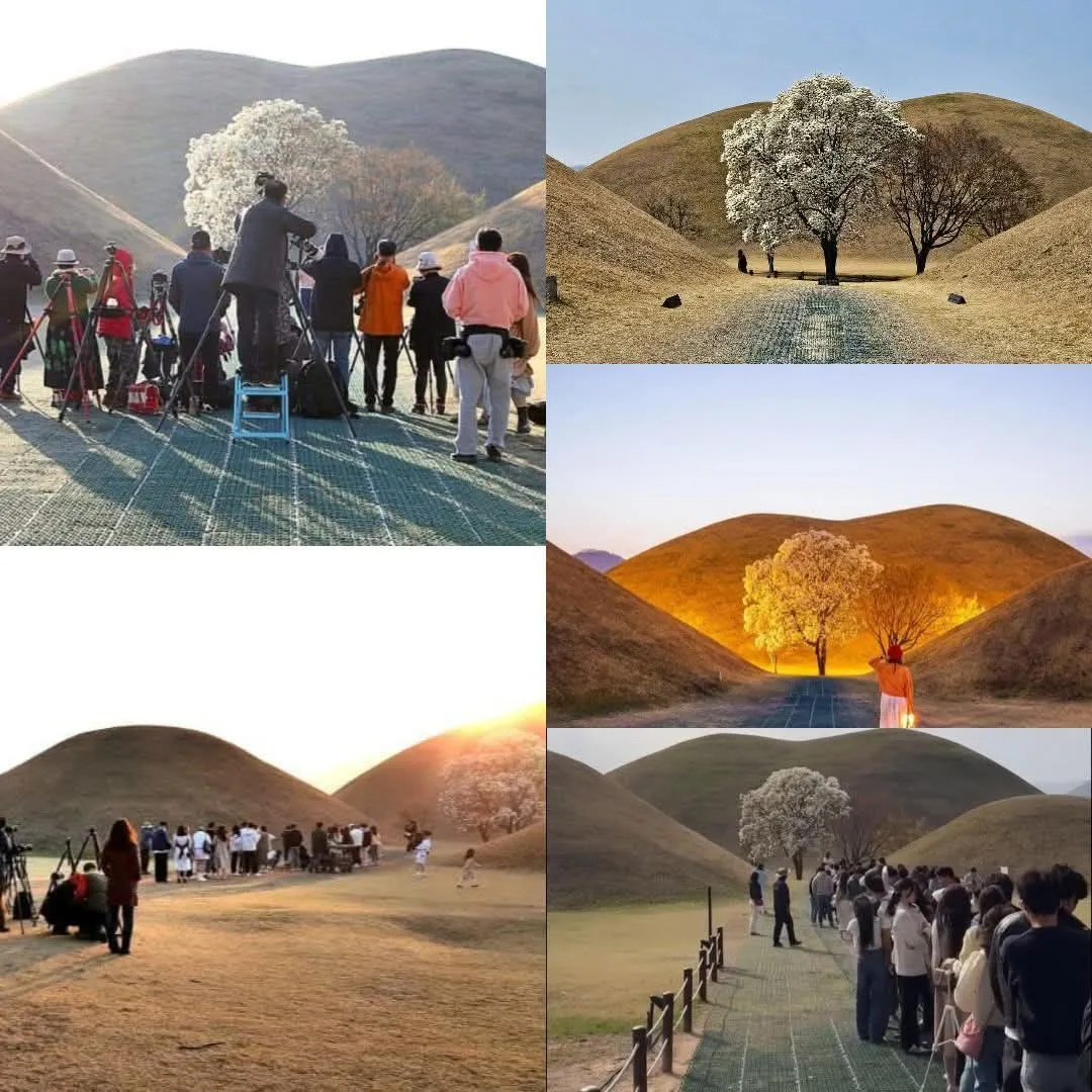 Hàng dài xếp hàng ngắm Mộc lan trắng "trong truyền thuyết" tại cố đô Gyeongju đã chính thức nở rộ