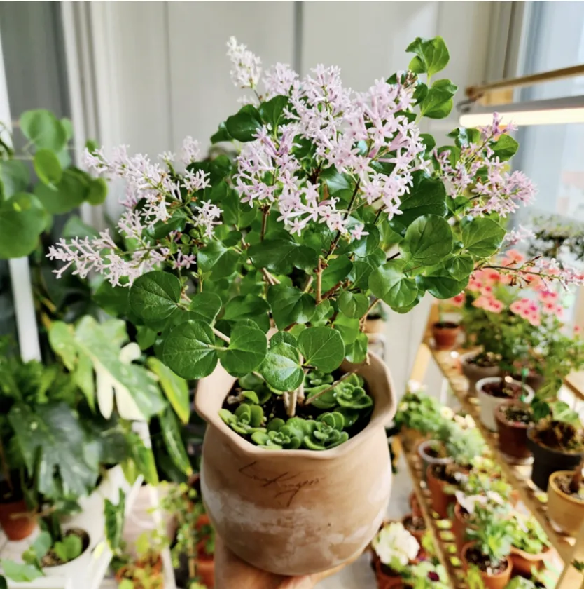 Miss Kim Lilac - Loài Hoa Lai Tạo Từ Hàn Quốc Khiến Giới Yêu Cây Phát Cuồng
