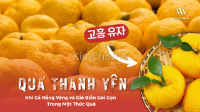 Thanh Yên Goheung (고흥 유자): Khi Cả Nắng Vàng và Gió Biển Gói Gọn Trong Một Thức Quả