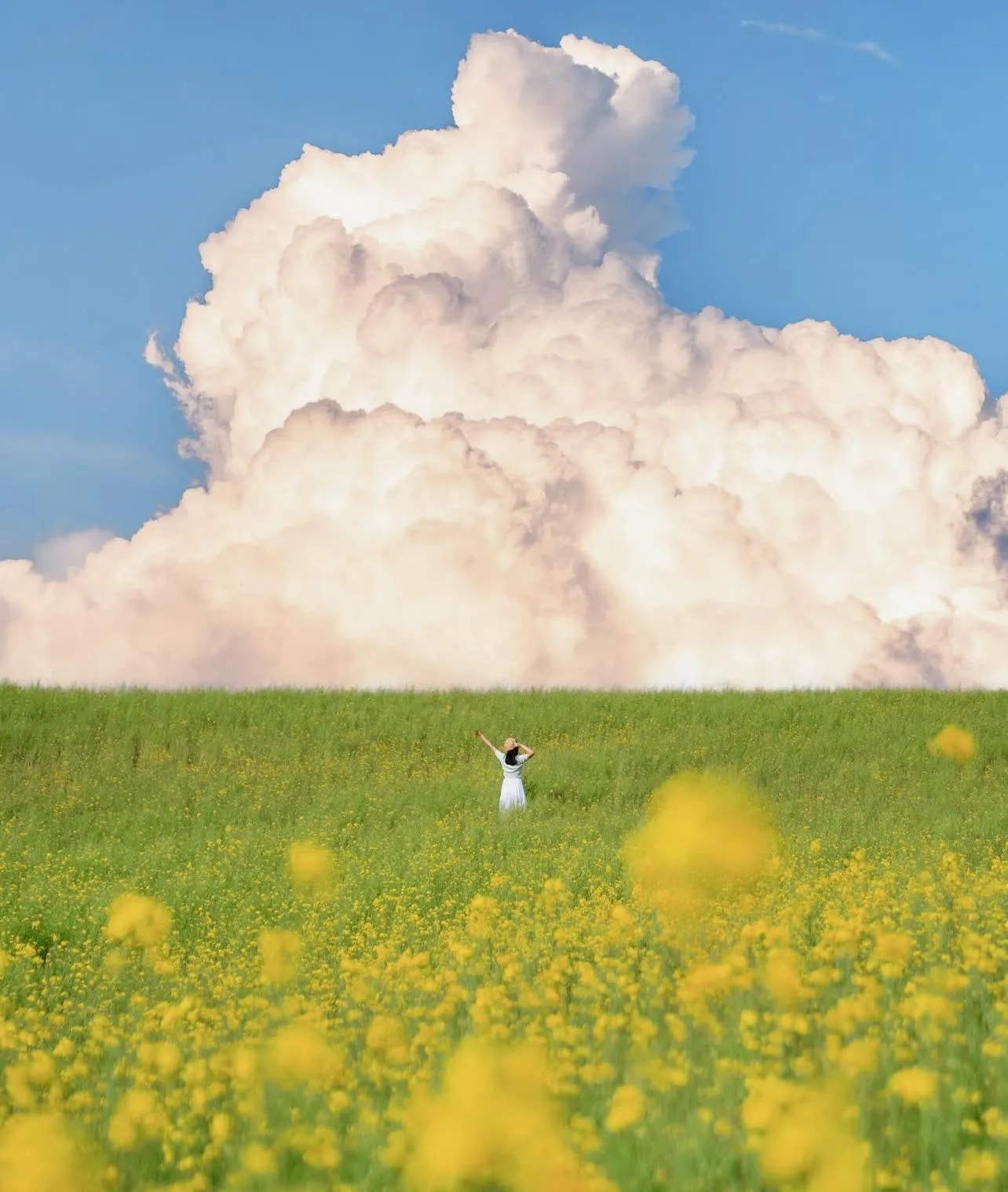 Anseong Farmland: Nông trại cổ tích và những cánh đồng hoa đẹp nhất tỉnh Gyeonggi 🌸🐑