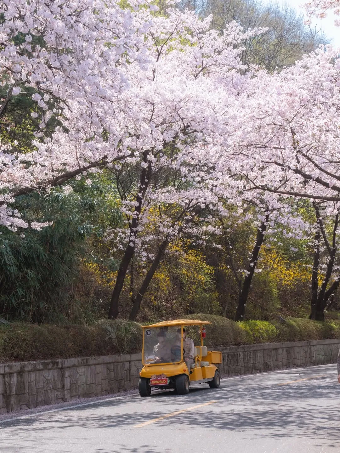 3 tọa độ ngắm hoa tại Daegu - Muốn hạnh phúc thì đến Daegu ngắm hoa anh đào liền đi