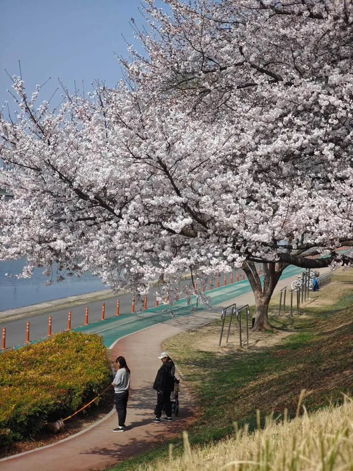 Cầu Ayang Daegu - nơi hoa đào bung nở rực rỡ soi bóng dòng sông Geumho