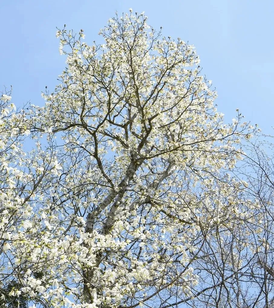 Hoa Mộc Lan: Sắc trắng thanh cao mở màn cho mùa xuân rực rỡ tại Gyeongnam trắng muốt ✨🌸