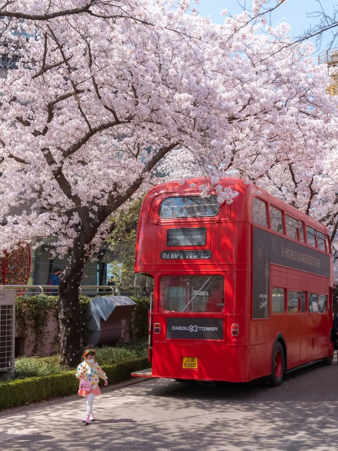 3 tọa độ ngắm hoa tại Daegu - Muốn hạnh phúc thì đến Daegu ngắm hoa anh đào liền đi