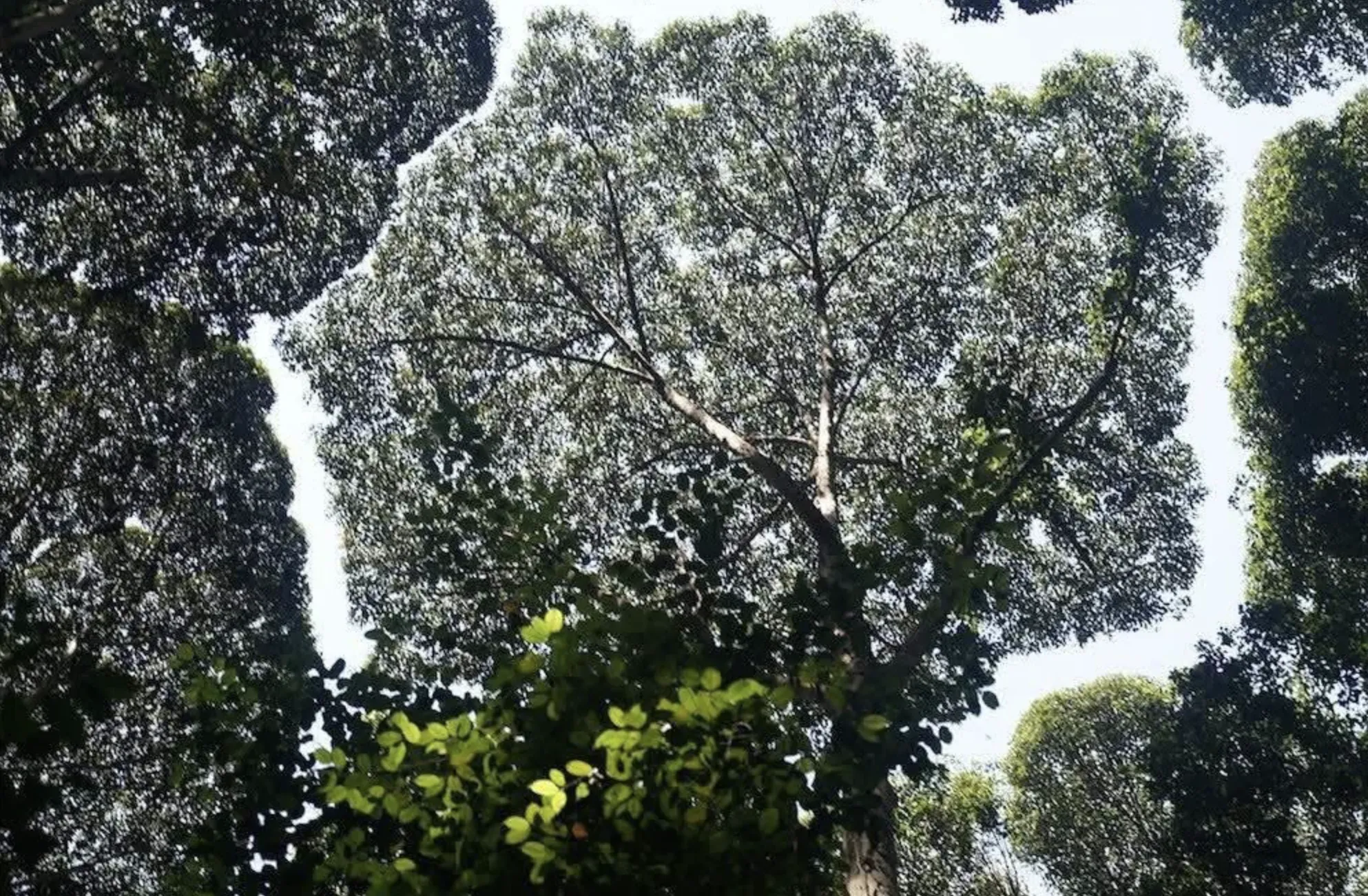Bài học từ cây xanh: Trải nghiệm triết lý sống được đưa vào đề thi TOPIK kỳ 104