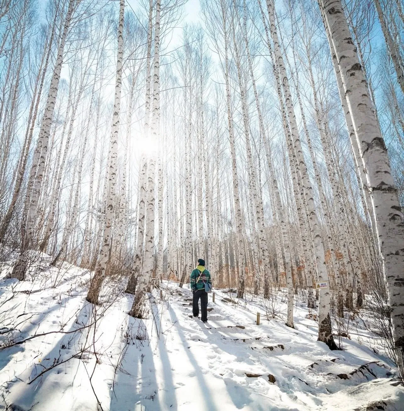 Rừng bạch dương Inje: Bản tình ca mùa đông hoang sơ và điện ảnh nhất xứ Hàn 🏔️❄️