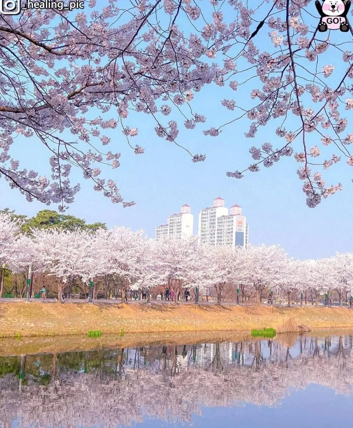 Công viên Manseok - Ngắm dải lụa anh đào rực rỡ soi bóng mặt hồ tại Suwon