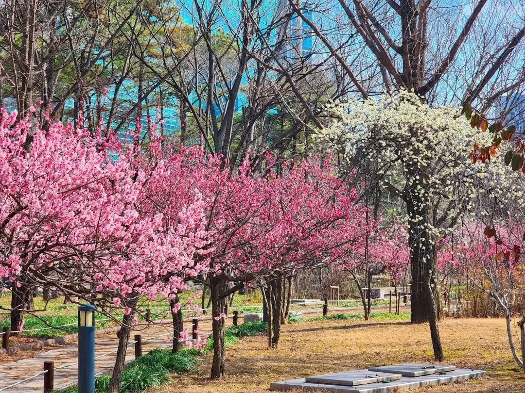Gukchae Bosang: Ngắm hoa mơ đỏ rực rỡ giữa "trái tim" sôi động của Daegu 🌸🏙️✨